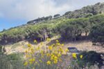 WILD Isola d'Elba in 4x4 - immagine 10